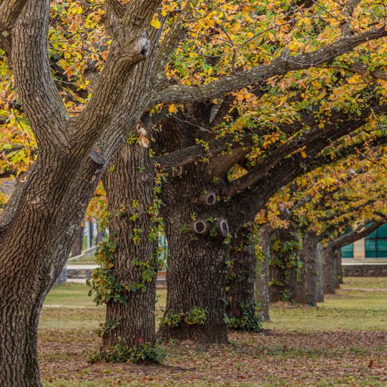 Bupa Care Homes fined £400k after falling tree crushes child
